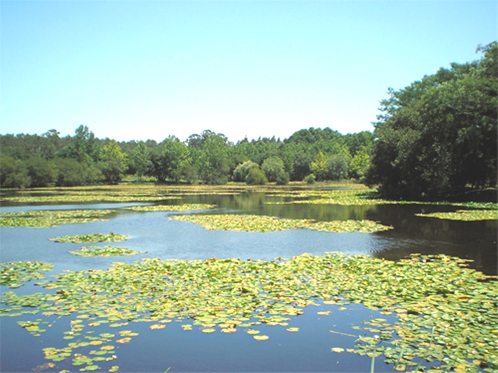 Coadiçais or Cedros Lagoon
